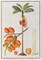 Penang Betle Nut Tree Poster Print by 19th C Anonymous - Item # VARPDXBM05